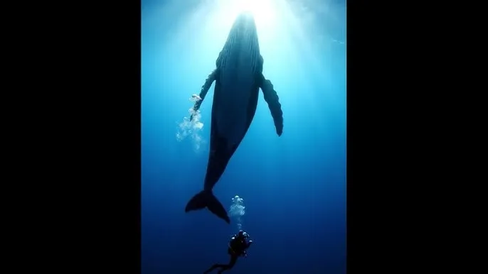 jav导航 - 深蓝星球：探索海洋深处的未知世界